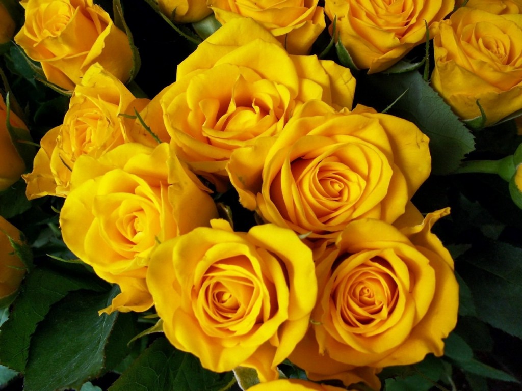 róze żółte